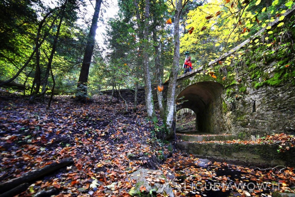 Nel bosco di Gouta