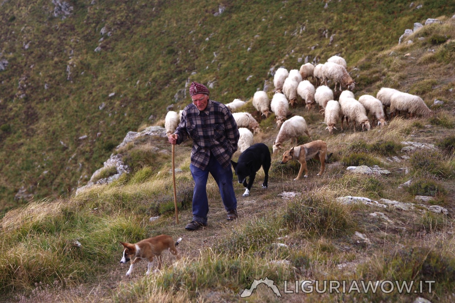Giuanin Lanteri e le sue pecore brigasche al Sotto di San Lorenzo
