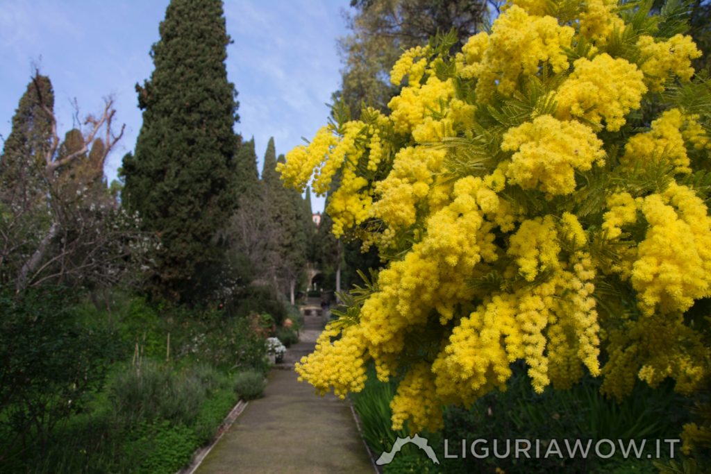 Viale Vista Nuova Giardini Botanici Hanbury